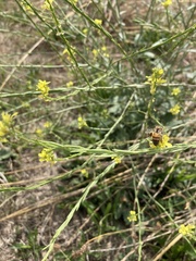 Apis mellifera scutellata