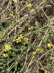 Apis mellifera scutellata