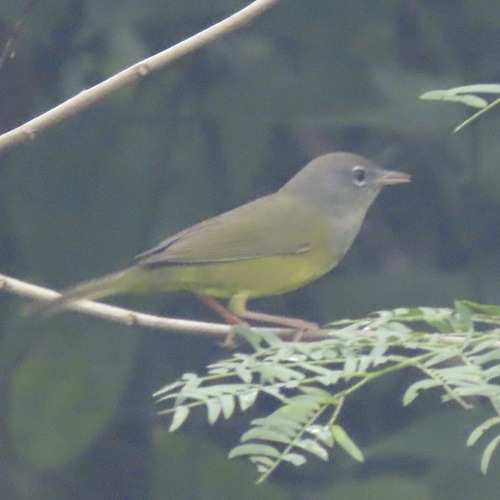 MacGillivray's Warbler (Geothlypis tolmiei)