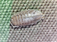 Porcellio debueni