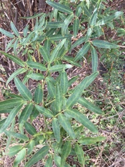 Senna corymbosa