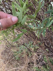 Senna corymbosa