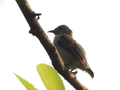 Dicaeum erythrorhynchos