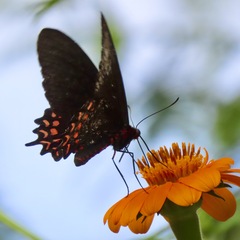 Parides photinus