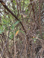 Senna corymbosa