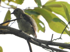 Dicaeum erythrorhynchos