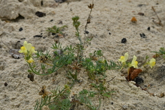 Linaria supina