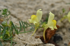 Linaria supina