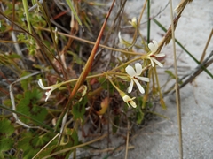 Pelargonium elongatum