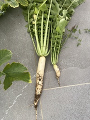 Raphanus sativus longipinnatus