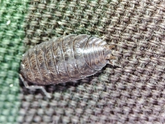 Porcellio debueni