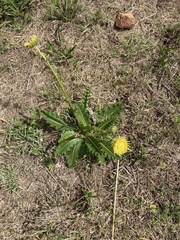 Berkheya setifera