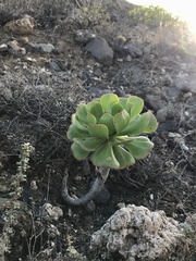 Aeonium