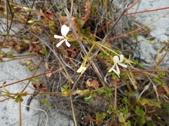 Pelargonium elongatum