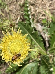 Berkheya setifera