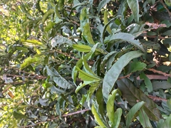 Justicia adhatodoides