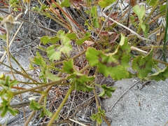 Pelargonium elongatum