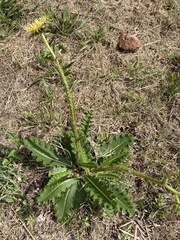 Berkheya setifera