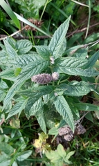 Mentha longifolia