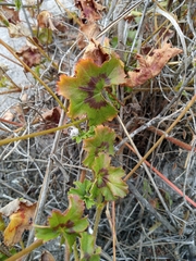 Pelargonium elongatum