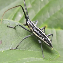 Ptychodes guttulatus