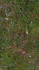 Laetisaria roseipellis