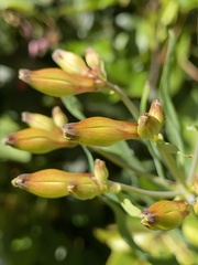Alstroemeria pulchra