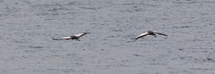Balearica regulorum regulorum