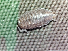 Porcellio debueni