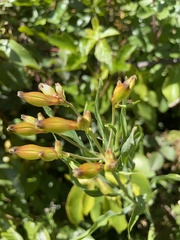 Alstroemeria pulchra