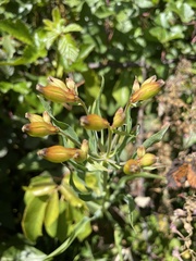 Alstroemeria pulchra