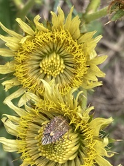 Agonoscelis versicoloratus