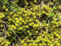 Syntrichia ruraliformis