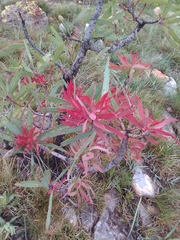 Protea caffra caffra