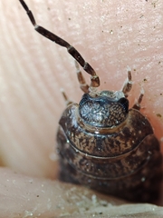 Porcellio debueni