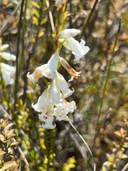 Epacris obtusifolia