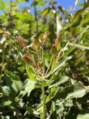 Alstroemeria pulchra