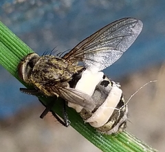 Entomophthora