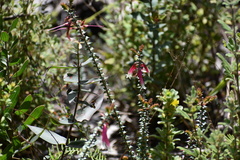 Epacris longiflora
