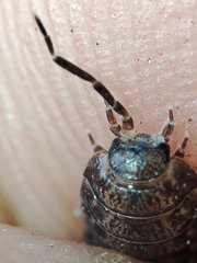 Porcellio debueni