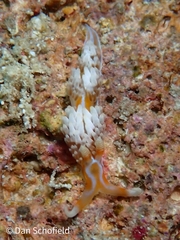 Phidiana lynceus