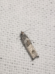 Spilonota constrictana