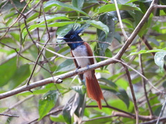 Terpsiphone paradisi