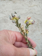Aspalathus ternata