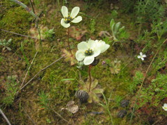 Drosera pauciflora