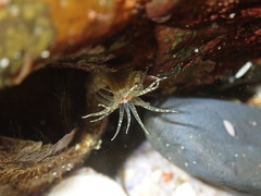 Aulactinia