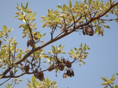 Terminalia sericea