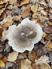 Clitocybe nebularis