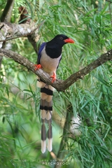 Urocissa erythroryncha