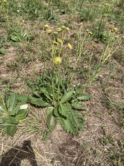 Berkheya setifera